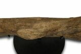 Fossil Hadrosaur (Edmontosaurus) Femur - Wyoming #382565-4